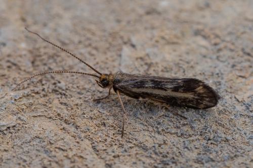 Sericostoma sp.